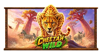 Cheetah Wild
